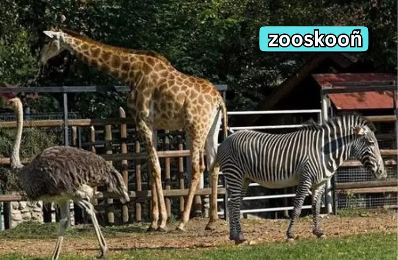 Zooskooñ | Explore the Heart of the Wild